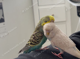 Two budgies
