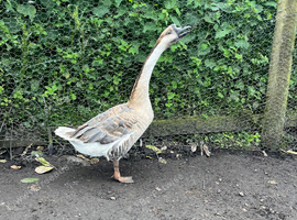 Two one year old Chinese geese