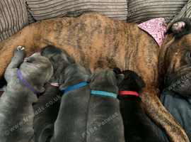 Staffordshire Bull Terrier Cross Puppies