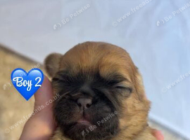 Shih Tzu Puppies