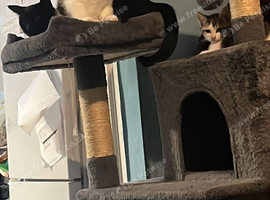 Male Kitten