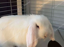 female mini lionhead lop for sale