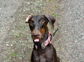 Adult Doberman