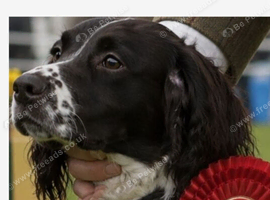 Spaniel girl [2 years]