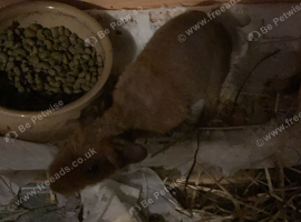Male skinny werewolf pig baby for sale 8weeks old