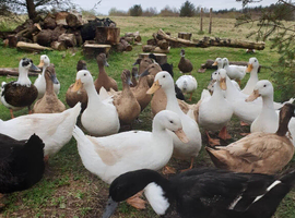 POL Pekins for sale