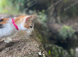 Stunning kitten for sale
