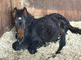 Filly part bred cob