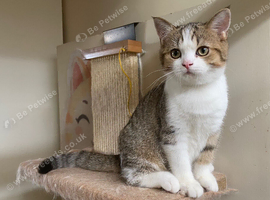 Full Pedigree Kittens