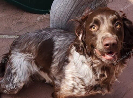 English springer spaniel