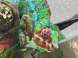 Male panther chameleon