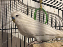 Sweet budgie comes with cage
