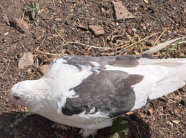 Pigeon For Sale.