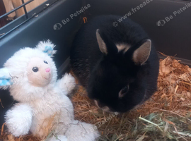Pure netherland dwarf rabbit