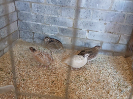 Quails