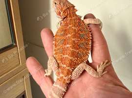 50% red monster bearded dragon