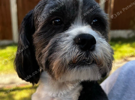 Lhasa apso X shih tzu puppies