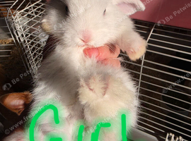 Baby French lops