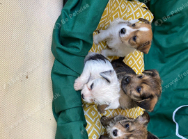 for sale jack russell puppies