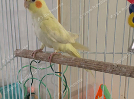 Lutino baby cockatiel