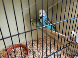 Pair of shoe budgies
