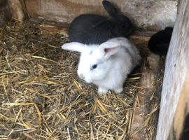 Striped baby mix breed rabbit