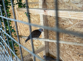 Diamond doves proven pair