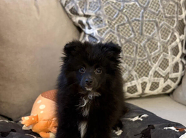 Pomeranian for sale 15 weeks