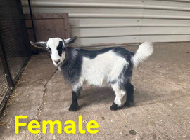 Pygmy goats