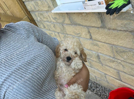 Asian extra Mini maltipoo ready to go(1 boy left