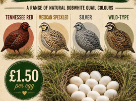 Mixed Colour Bobwhite Quail Hatching Eggs