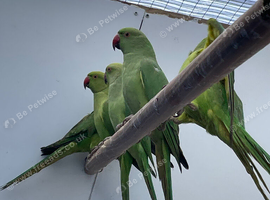 Indian Ringneck