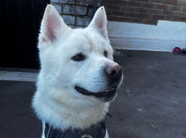 Japanese Akita