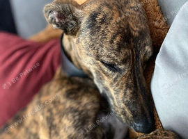 Beautiful boy needing a loving patient home