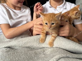 BEAUTIFUL GINGER/GINGER WHITE BOY KITTENS FOR SALE