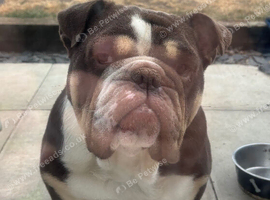 4 year old English Bulldog