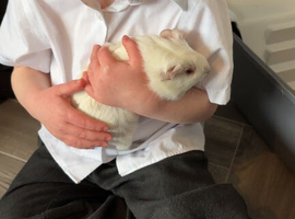 2 female guinea pigs age 7 month roughly