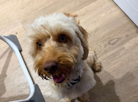 Biscuit