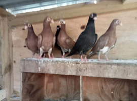 pigeons english barbs