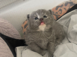 British short hair kittens