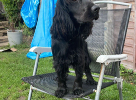 Female cocker spaniel