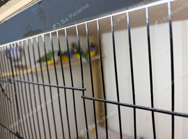 Young gouldians