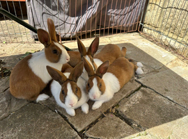 Beautiful Baby Dutch bunnies 8 weeks