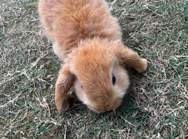 2 male mini lops