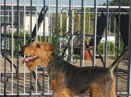 Beautiful Welsh terrior dog at stud