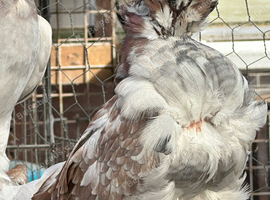 Andalusian Chinese owls pigeon
