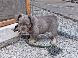 Fluffy French Bulldog Pups
