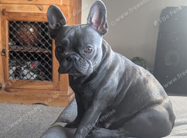 French bulldog pups