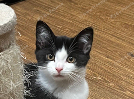 Kittens