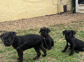 Patterdale terriers